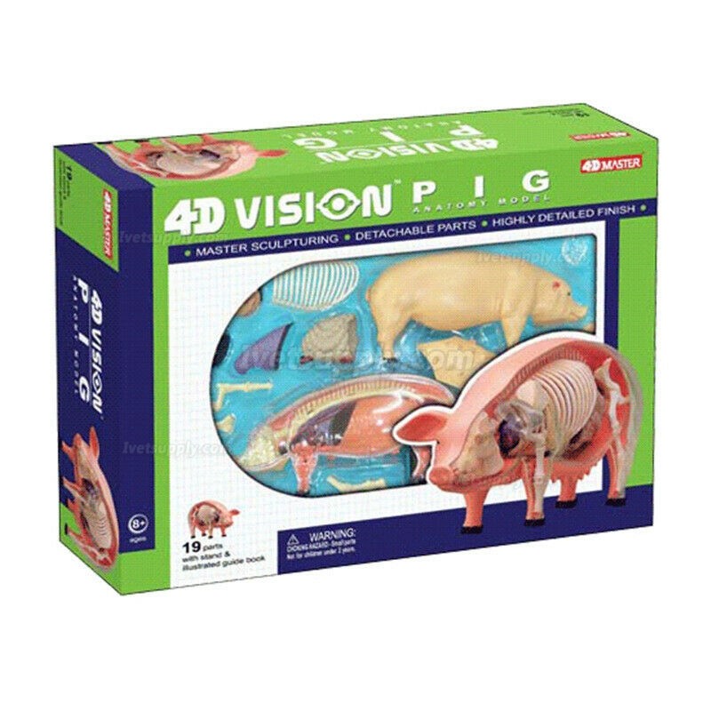 Pig Anatomy Science And Education Assembled Model Teaching Model